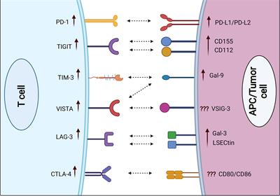 Frontiers | Inhibitory Immune Checkpoint Receptors And Ligands As ...